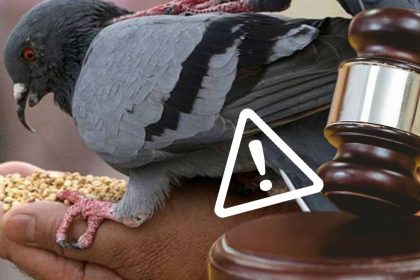 Une amende salée pour les Français qui nourrissent les pigeons dans ce département, gare à vous