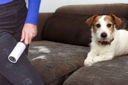 5 astuces pour nettoyer une bonne fois pour toutes les poils de chiens et chats chez vous