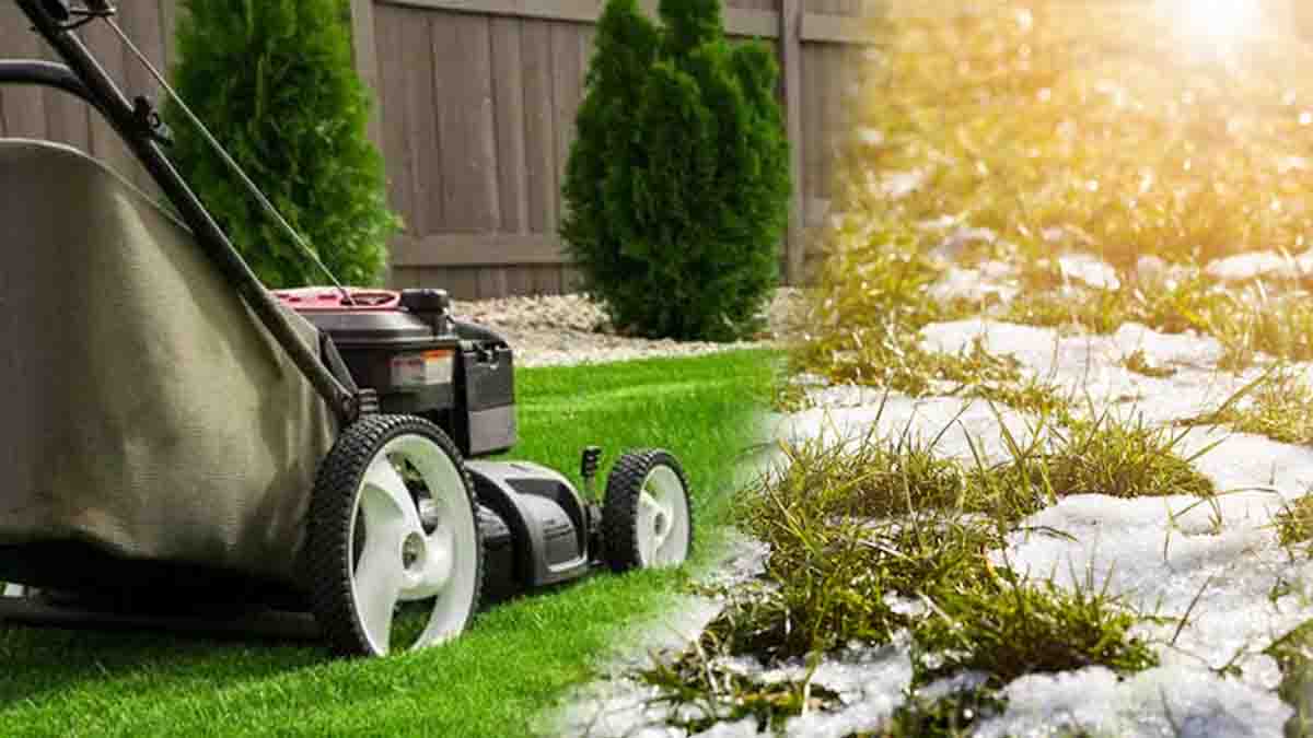 Voici le bon moment pour tondre votre pelouse après l'hiver, elle sera plus belle et plus résistante