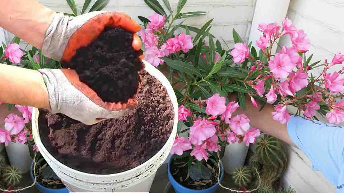 Astuce jardinage : le marc de café, un engrais miracle pour votre laurier-rose ?