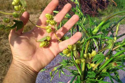 Cette plante commune de votre jardin vaut jusquà 1000 euros !