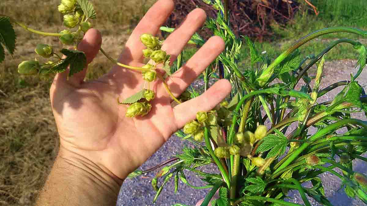 Cette plante commune de votre jardin vaut jusquà 1000 euros !