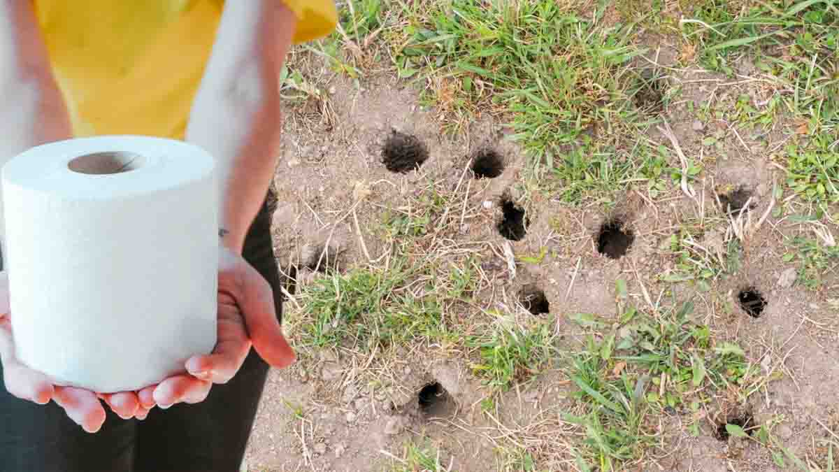 Papier toilette, l'insoupçonnable allié pour combler les trous d’herbe de son jardin