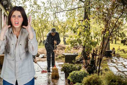 Votre maison victime des racines d'un arbre voisin : qui doit réparer les dégâts ?