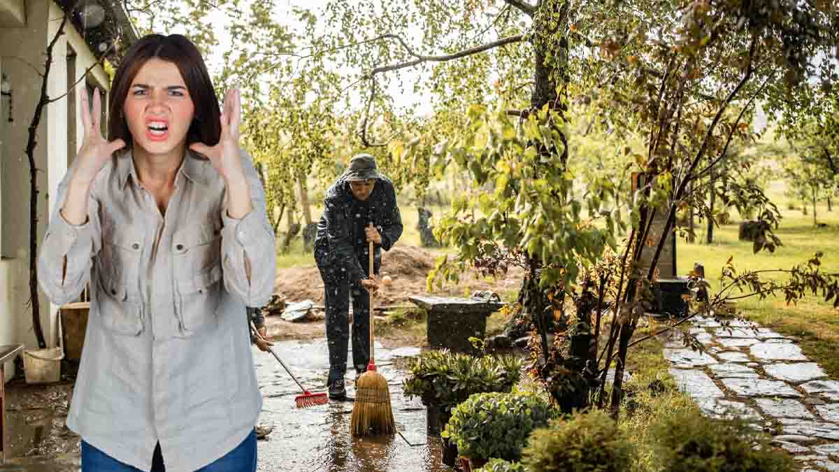 Votre maison victime des racines d'un arbre voisin : qui doit réparer les dégâts ?