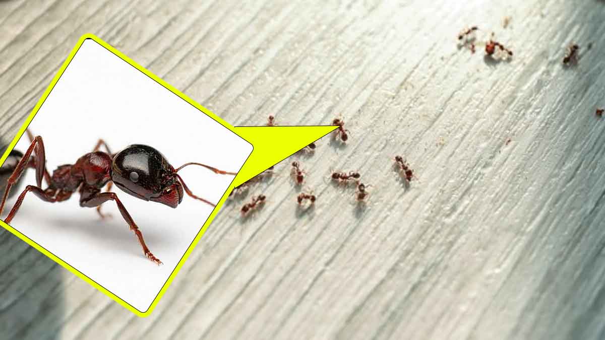 Ce remède 100% naturel (et super bon) éloignera à coup sûr les fourmis de chez vous