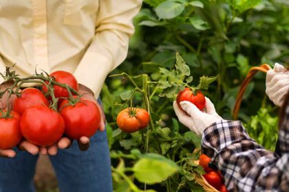 Cet engrais insolite de votre cuisine qui va doubler votre récolte de tomates