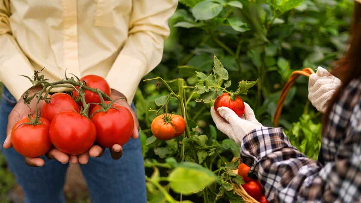 Cet engrais insolite de votre cuisine qui va doubler votre récolte de tomates