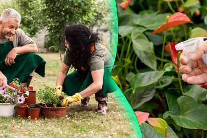 Jardin : cette boisson très appréciée est un répulsif redoutable contre les nuisibles