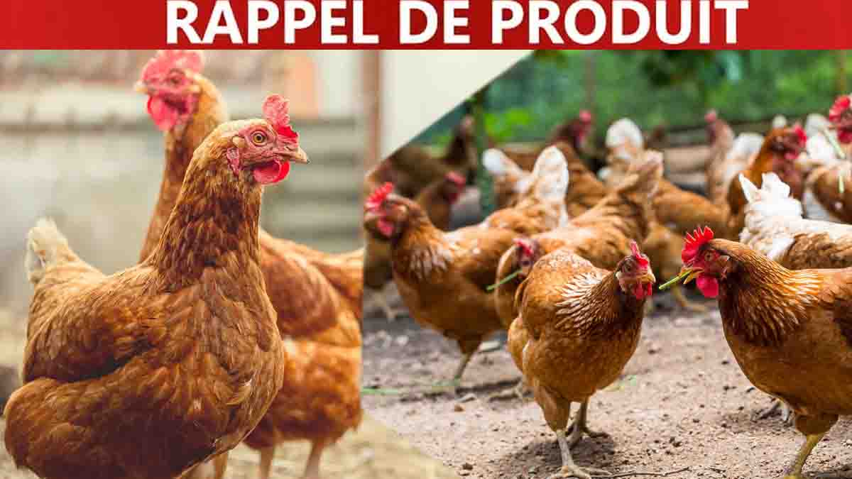 Plats préparés, restauration, grande distribution... Rappel massif de poulet partout en France