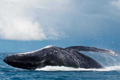 Plus d'un siècle plus tard, la baleine géante fait son retour en force...