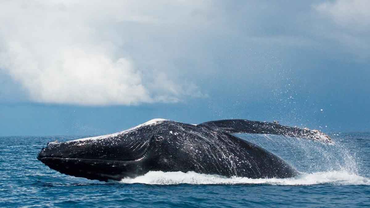 Plus d'un siècle plus tard, la baleine géante fait son retour en force...