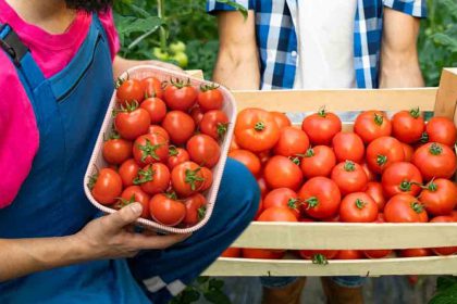 Tomates : boostez vos récoltes avec cette technique secrète