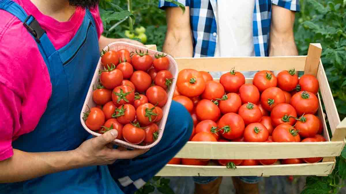 Tomates : boostez vos récoltes avec cette technique secrète