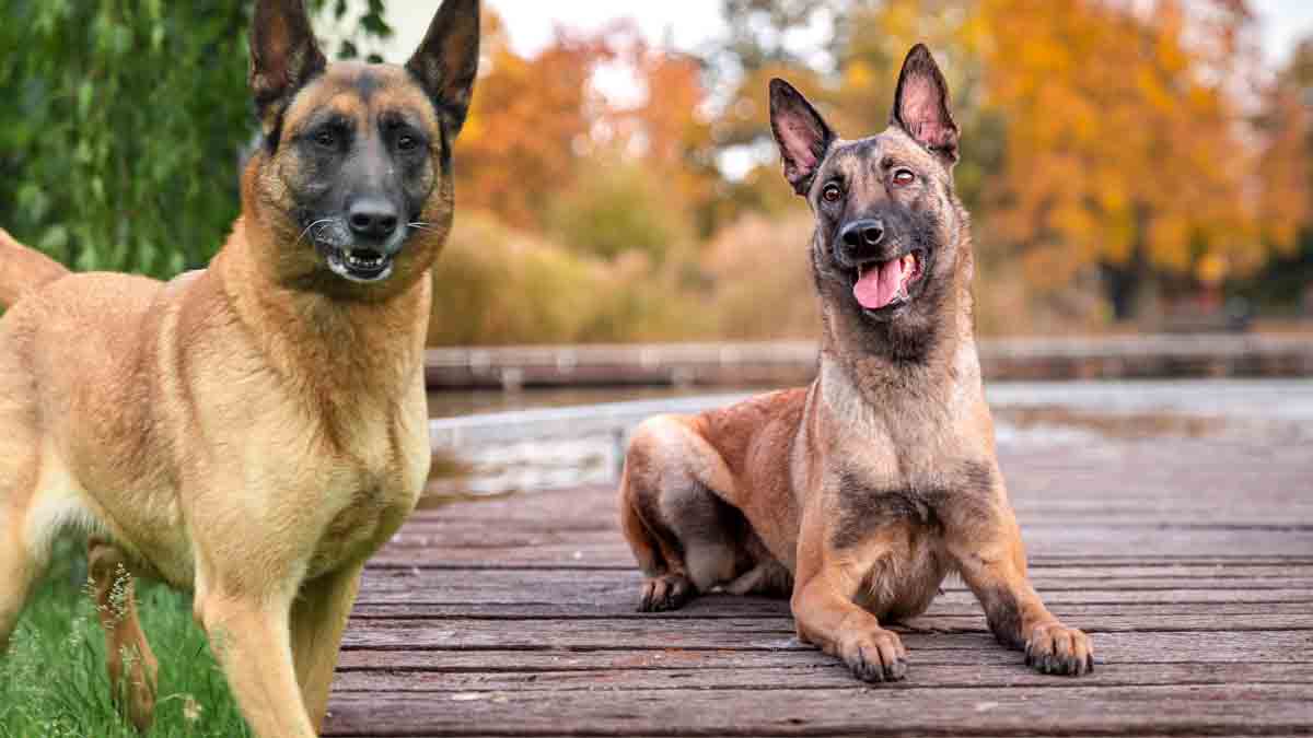 Ces comportements destructeurs qui poussent les propriétaires à abandonner cette race de chien