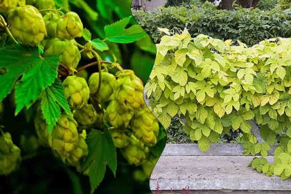 Cette plante souvent confondue avec de mauvaises herbes vaut une véritable fortune