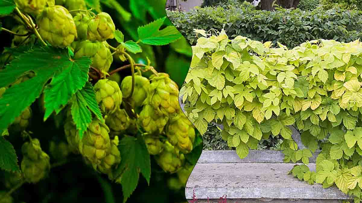 Cette plante souvent confondue avec de mauvaises herbes vaut une véritable fortune