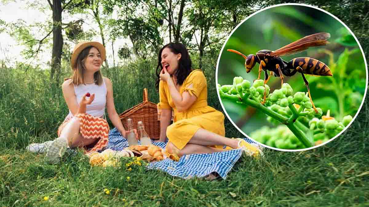 Frelons asiatiques : cette couleur tendance est aussi un anti-insectes ultra-efficace !