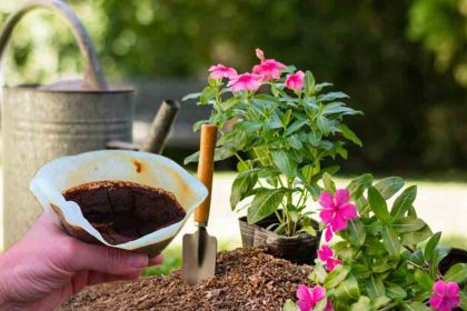 Le marc de café pour le jardin : faites attention de bien le recycler sinon vous risquez d'être déçus, une étude scientifique confirme