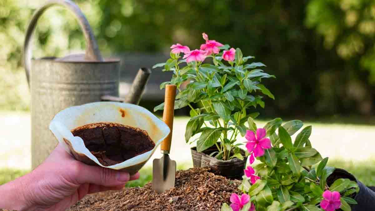 Le marc de café pour le jardin : faites attention de bien le recycler sinon vous risquez d'être déçus, une étude scientifique confirme