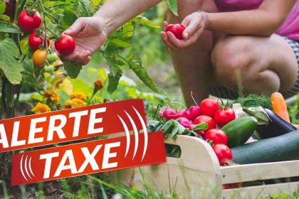 Potager : risquez-vous d'être imposé sur vos récoltes de fruits et légumes en 2024 ?