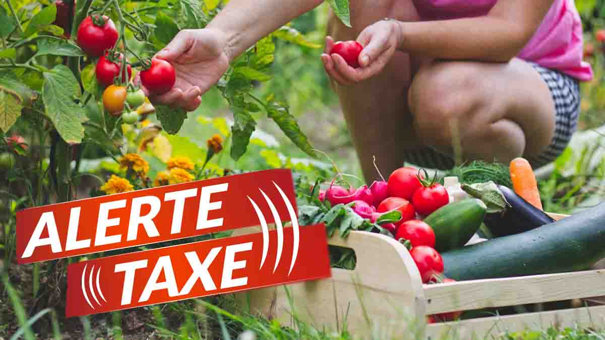 Potager : risquez-vous d'être imposé sur vos récoltes de fruits et légumes en 2024 ?