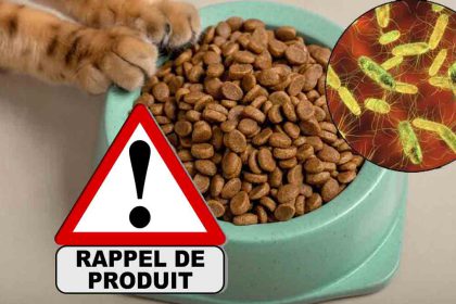 Salmonelles : des paquets de croquettes pour chat vendus par la grande distribution rappelés dans la France entière