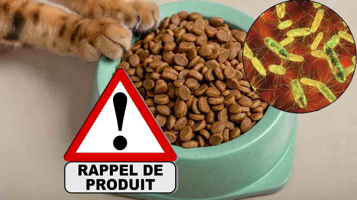 Salmonelles : des paquets de croquettes pour chat vendus par la grande distribution rappelés dans la France entière