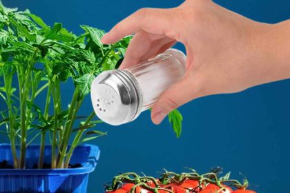 L'effet insoupçonné du sel sur vos plants de tomates