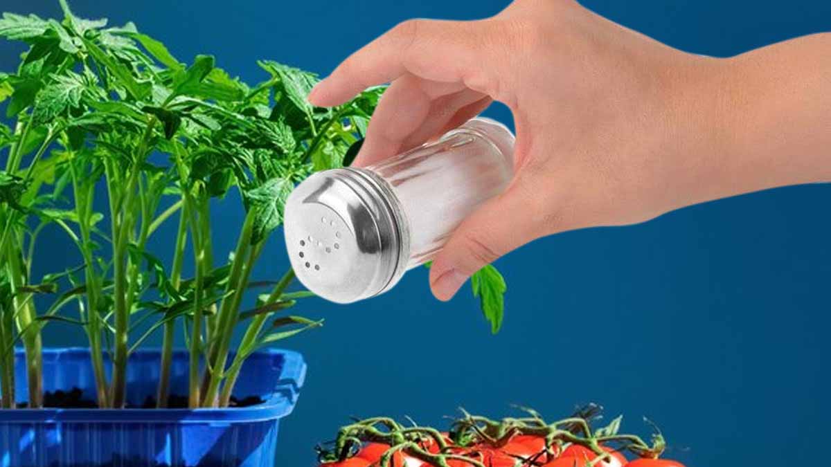 L'effet insoupçonné du sel sur vos plants de tomates