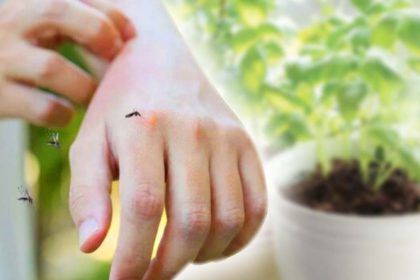 Évitez à tout prix d'avoir ces plantes chez vous, elles attirent les moustiques