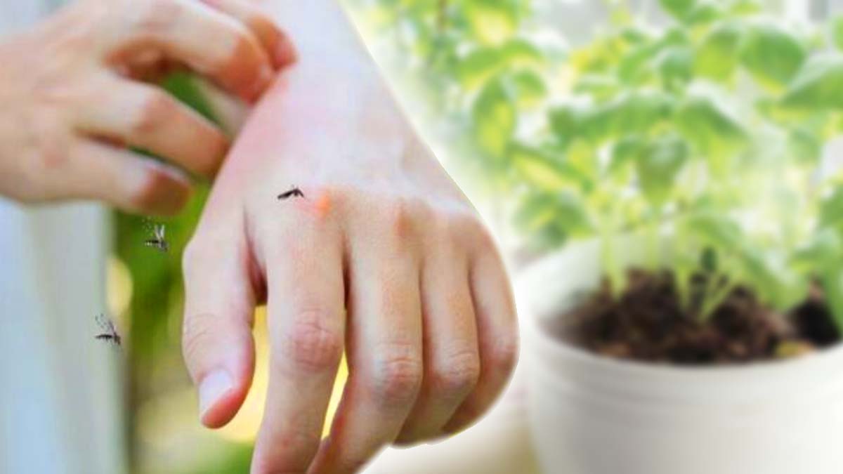 Évitez à tout prix d'avoir ces plantes chez vous, elles attirent les moustiques