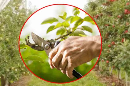 Possédez-vous cet arbre fruitier dans votre jardin ? Voici ce que vous devez absolument faire en ce mois de septembre