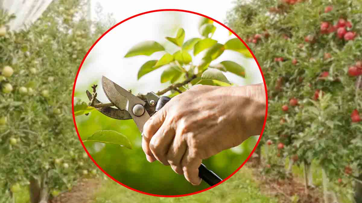 Possédez-vous cet arbre fruitier dans votre jardin ? Voici ce que vous devez absolument faire en ce mois de septembre