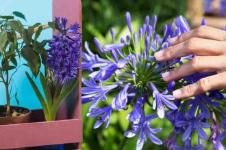 Gestes essentiels à adopter ce mois de novembre pour faire fleurir vos agapanthes en abondance