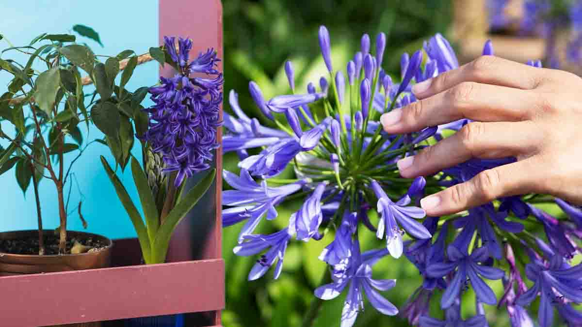 Gestes essentiels à adopter ce mois de novembre pour faire fleurir vos agapanthes en abondance