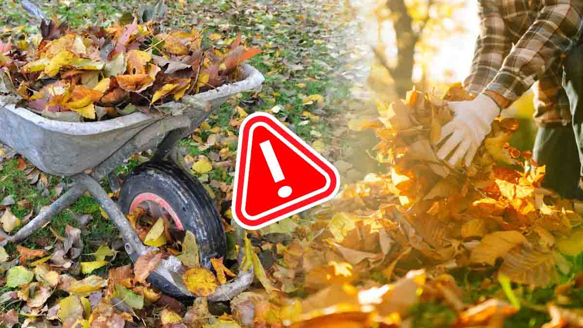 Qui doit nettoyer les feuilles mortes du voisin ? Voici ce que dit la loi