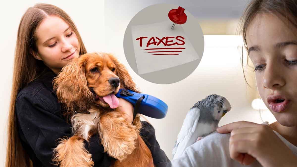 Chien à 100€, oiseau à 10€ : ce qu'il en est vraiment de cette future taxe sur les animaux de compagnie