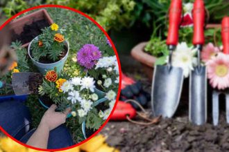 Jardin coloré : décembre, le moment parfait pour planter cette fleur star de l’automne