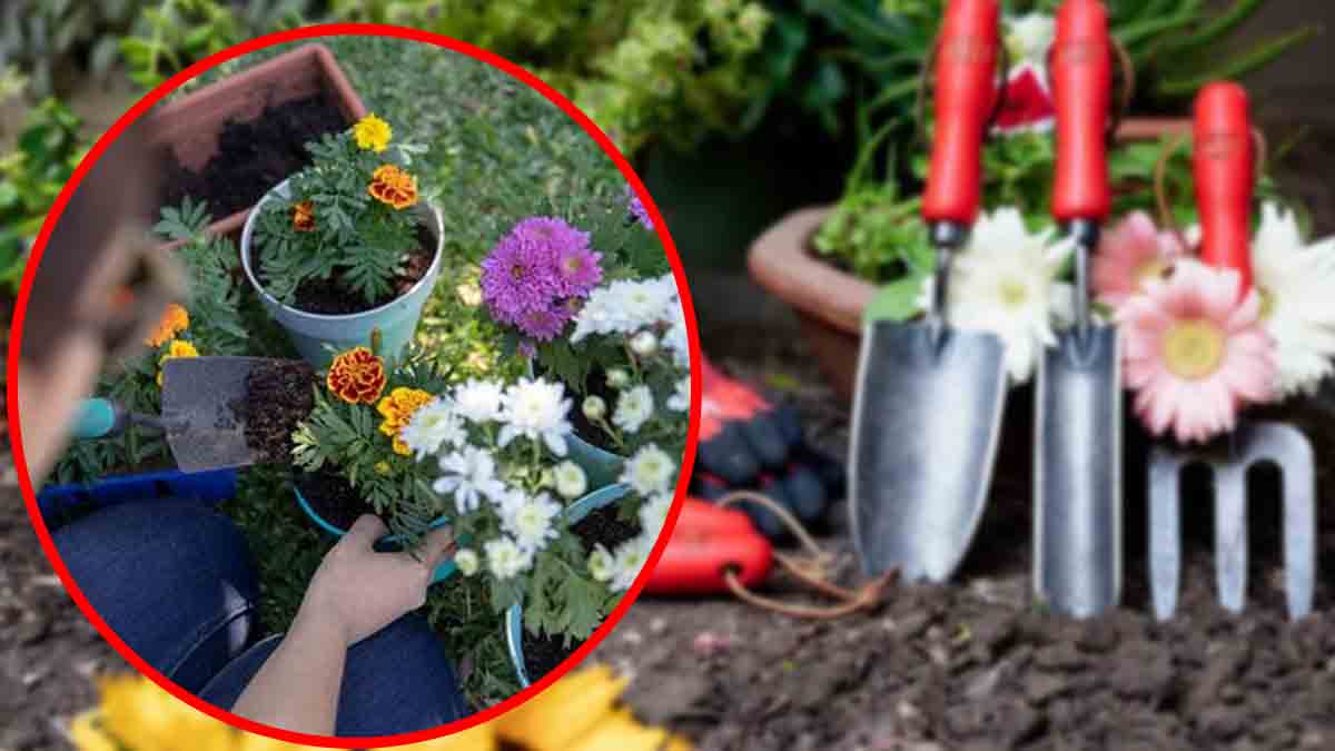 Jardin coloré : décembre, le moment parfait pour planter cette fleur star de l’automne