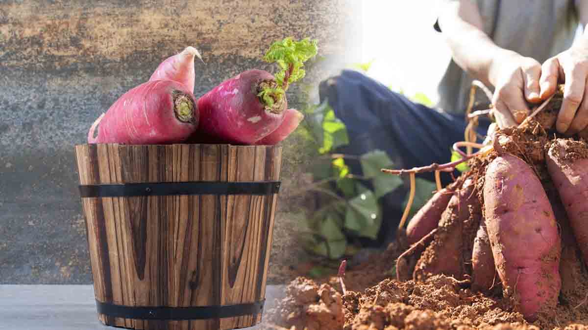 Jardinage : secrets pour réussir votre culture de patates douces